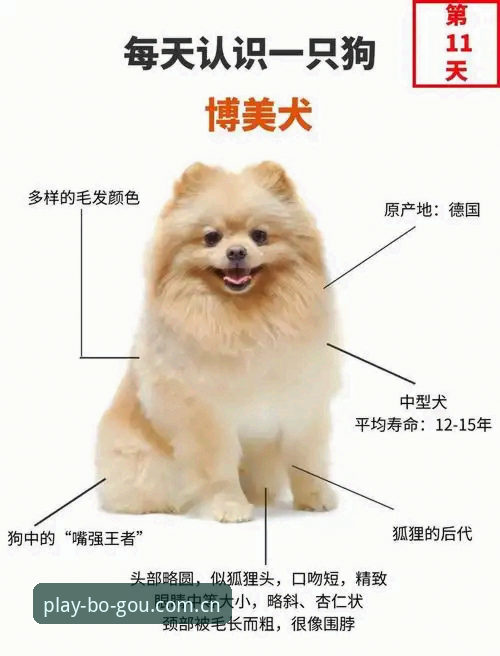 博狗竞品对比 博狗平台登入:与同类型平台对比的7大核心优势